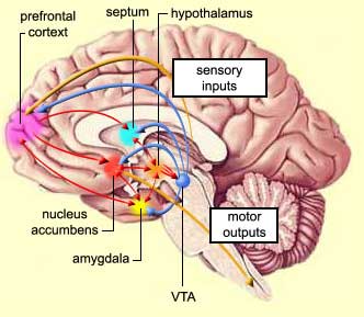 Human Brain