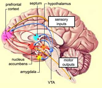 Human Brain Human Brain